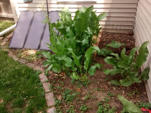 Overgrown_and_Unkempt_Yard_Finally_Getting_The_Garden_Ready_ambientwares.com